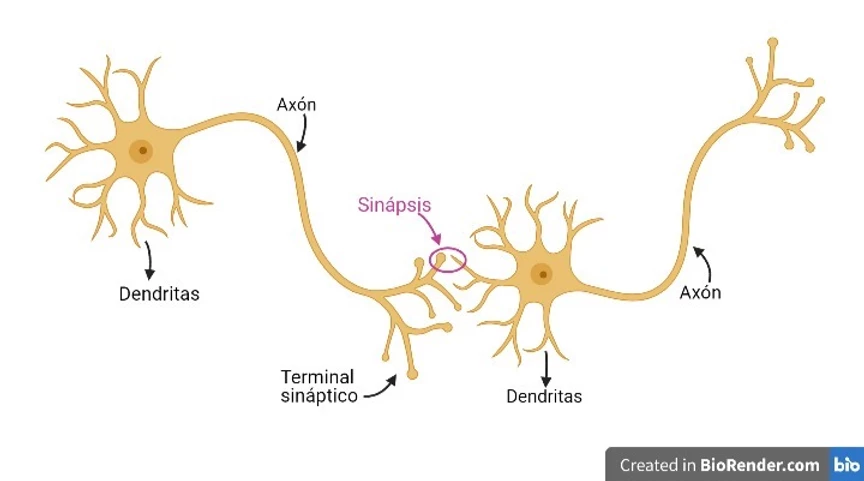 sinapsis